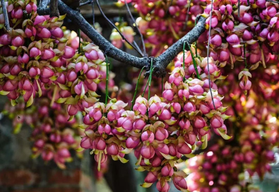 禾雀花