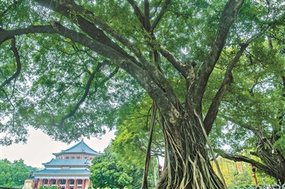 古榕：中山紀(jì)念堂見證者.jpg