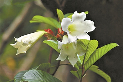 清明花開寄思念 一花一草總關情