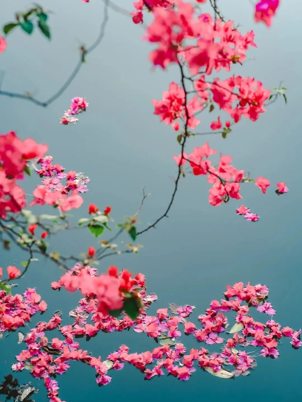 圖片