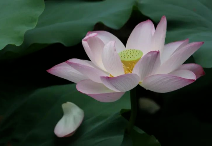 荷花