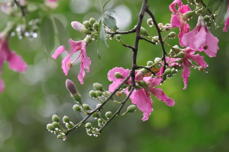 美麗異木棉