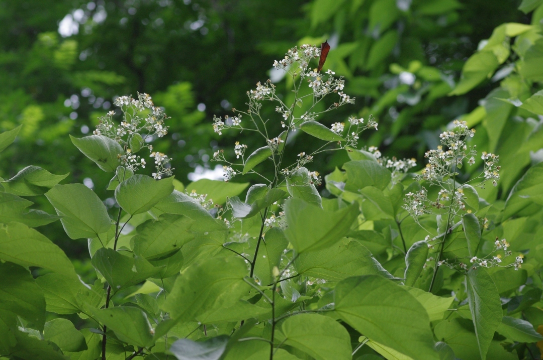 華南國家植物園的“寶藏樹”結(jié)果啦！