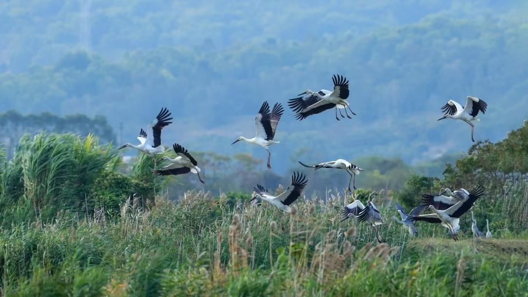 “鳥潮”來襲！廣東沿海濕地迎來候鳥遷徙盛景