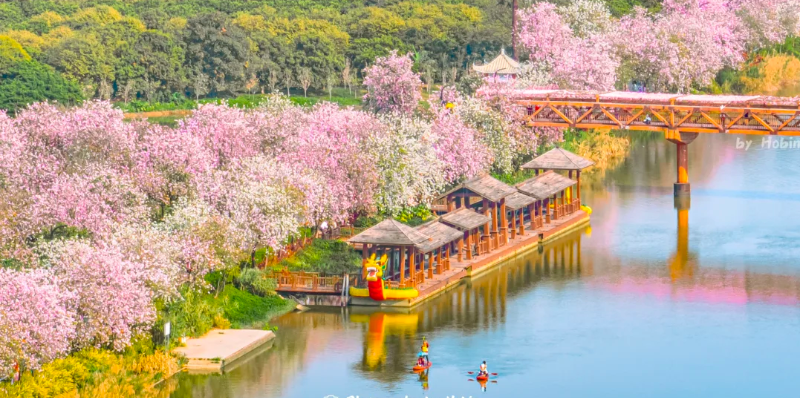 立春賞花！廣州五大迎春花海，邀你共赴詩意春天！