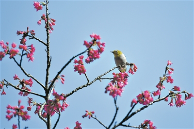 櫻花春意爛漫