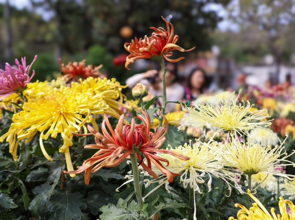 菊花