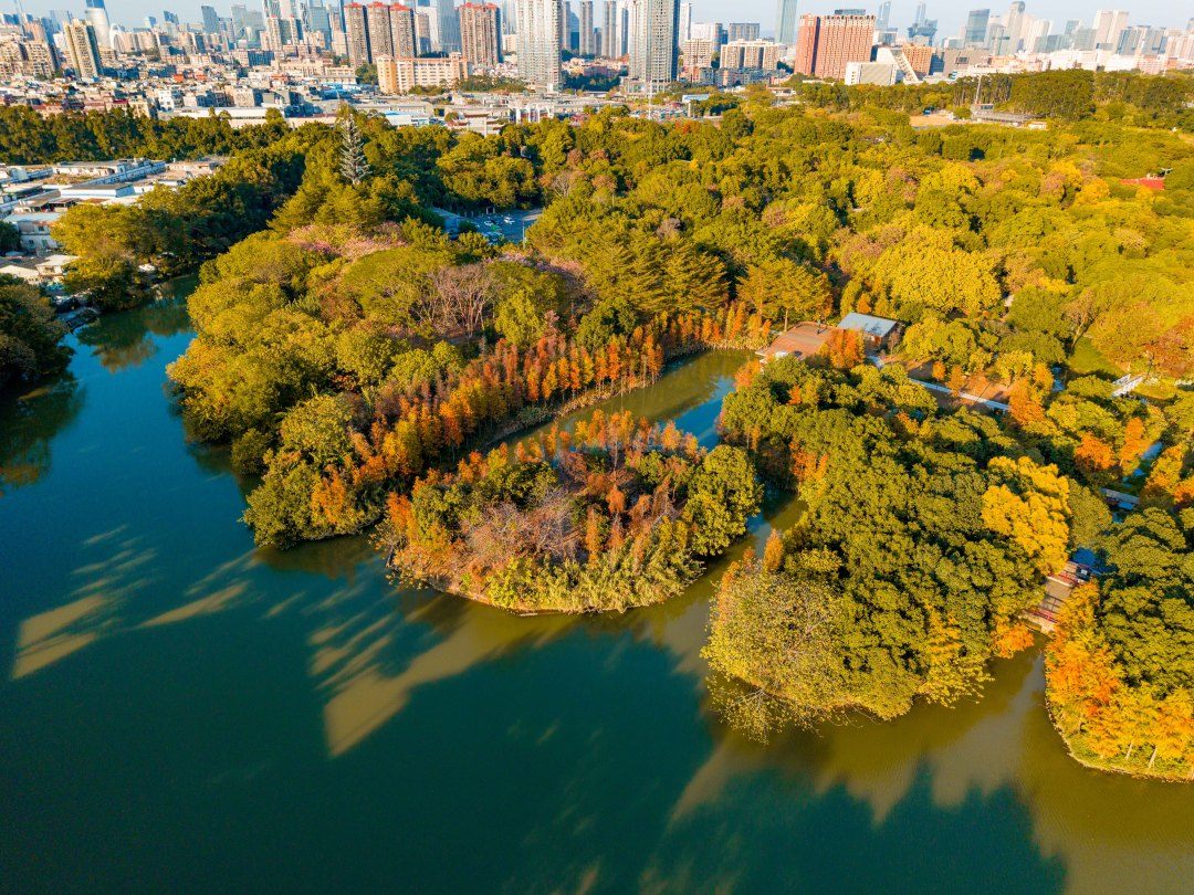 冬日限定“美拉德”美景上線！海珠濕地落羽杉進(jìn)入最佳觀賞期