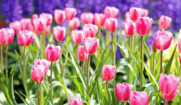 一秒踏入春天！廣州整片「郁金香花?！箒砹?！賞花攻略請查收→