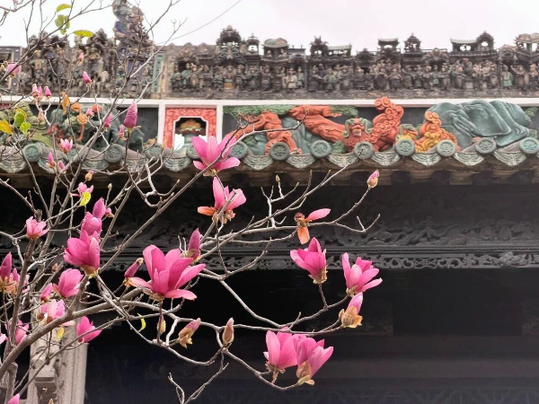 玉蘭花