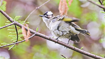 “鳥節”“愛鳥周”啟動 全市公園景區聯動開展宣傳活動