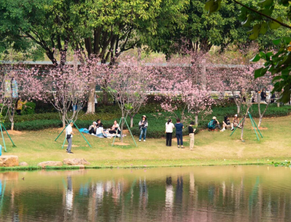 櫻花