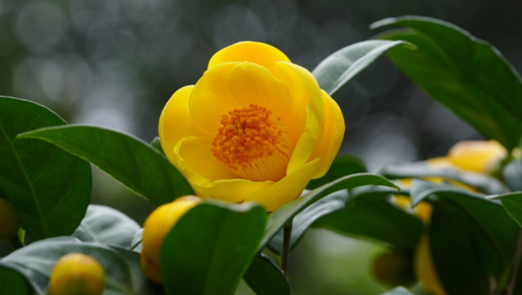絕美鎏金燈籠花！珍稀“茶族皇后”正值盛花期